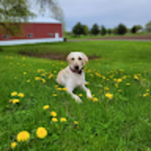 Meet your Posher, Sadie